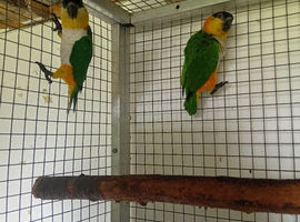 Black headed caiques