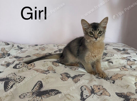 EXCLUSIVE SOMALI GIRL &ndash; A TRUE LITTLE QUEEN