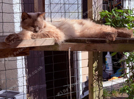 Ragdoll male tica and gccf