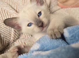 Sweet siamese little boy