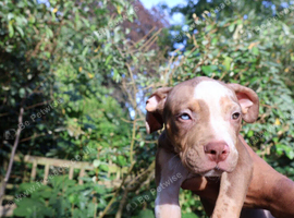 Puppies for sale