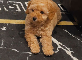 Toy poodle girl