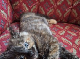 3 girl kittens for sale