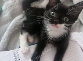 Black & white male tuxedo boy kitten 14 weeks