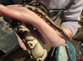 Ball python with vivarium