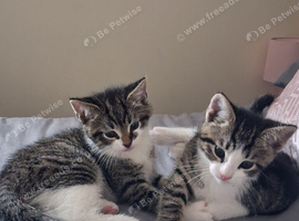 2x 12 week old kittens