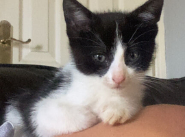 CUTE KITTENS FOR SALE