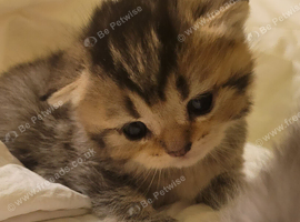 Scottish fold