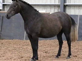 ZEPHYRA Dark Blue Roan Endurance Mare 5-year-old | 14hh | Mare