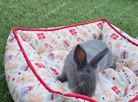Adorable Baby Rabbits for Sale - Beautiful Colours