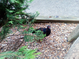 Edwards pheasants for sale.