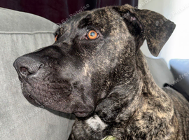 Almost 9 month old Cane Corso Puppy