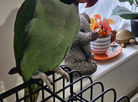 Male ring neck alexandrite parrot
