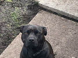 Rehome for our staff