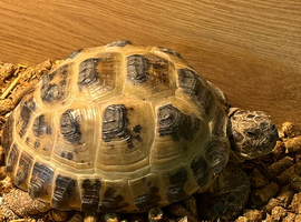 Adult female Horsefield (Russian) tortoises