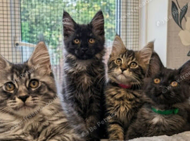 Maine Coon Registered TICA