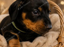 Dachshund puppys