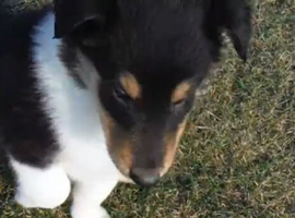 Adorable border collie puppies