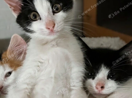 2 beautiful male kittens
