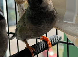 Charcoal Zebra finches