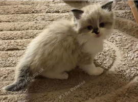 5 ragdoll girls ready next week