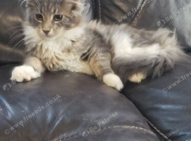 Pure Maine Coon Kittens