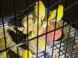 Fancy canary