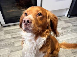 Beautiful rare colour cocker spaniel