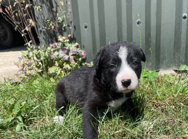 Black and white dog 4 weeks old