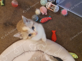 Beautiful cream and white kitten