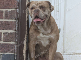 Old tym bulldog