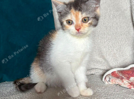 Last girl left, stunning smoke tort British short hair