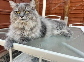 2 neutered boys - Ragdoll and Ragdoll x Persian