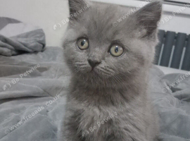 Scottish fold x British shorthair