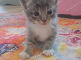 Kittens 3 left