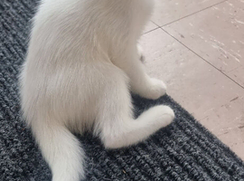 white cats of the breed Turkish Angora