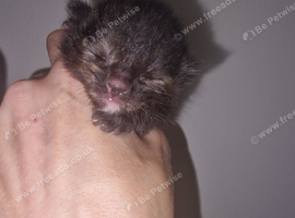 6 beautiful kittens looking for forever homes