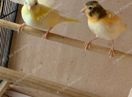 3 x Baby Varigated Canaries for sale