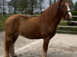 Barry &ndash; 13.2hh Chestnut Welsh Cross Cob Gelding