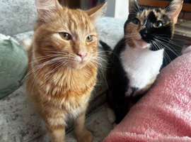 Siblings in desperate need of homes