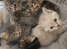 Beautiful Kittens Looking for Loving Homes