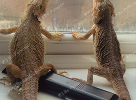 2 female bearded dragons