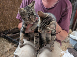 2 male tabby kittens