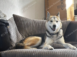 Husky female