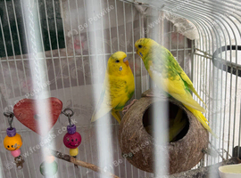 Breeding pair of budgies