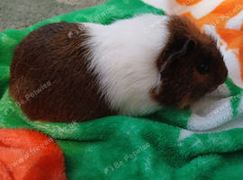 Baby guniea pigs