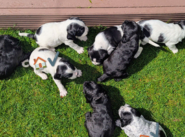 Spreagle pups (Sprocker x Beagle)