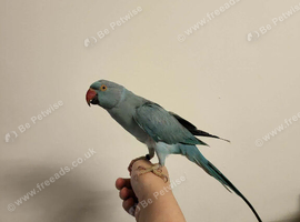 Female tamed bird