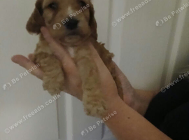 9 cockapoos left
