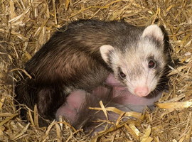 Micros ferrets